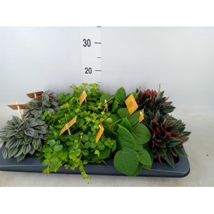 Peperomia   ...mix