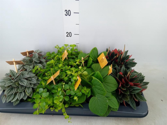 <h4>Peperomia   ...mix</h4>