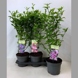 HIBISCUS SYRIACUS