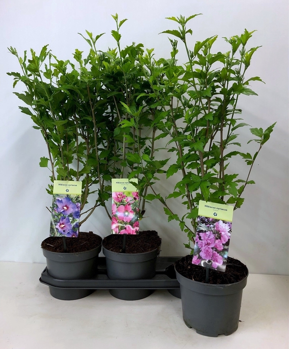 <h4>HIBISCUS SYRIACUS</h4>