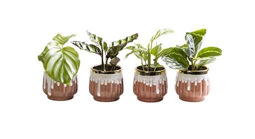 CALATHEA MIX P6 L 65817