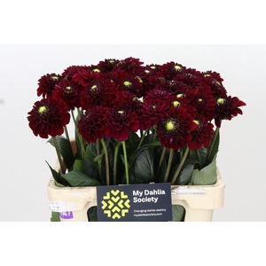 Dahlia Black Fox