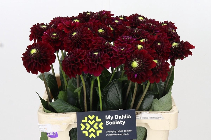 <h4>Dahlia Black Fox</h4>