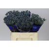 Eryngium Blue Dynamite