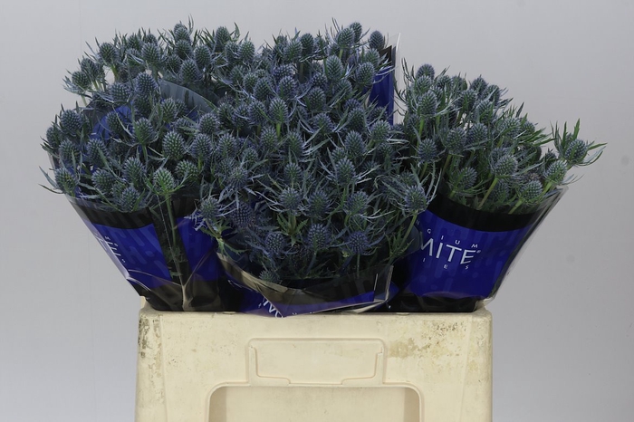 <h4>Eryngium Blue Dynamite</h4>