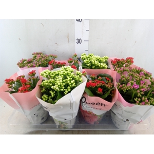 Kalanchoe blos.   ..rosebud mix GR