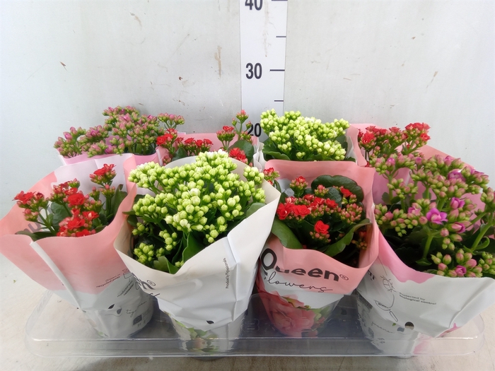 <h4>Kalanchoe blos.   ..rosebud mix GR</h4>