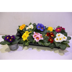 arr8 Prim Acaulis Gemengd