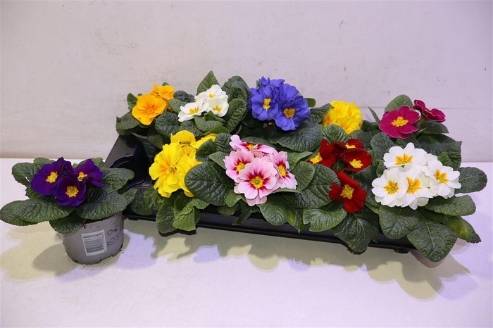 <h4>arr8 Prim Acaulis Gemengd</h4>