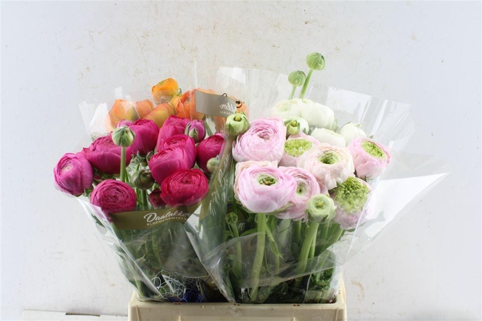 <h4>Ran Gemend In Fust</h4>