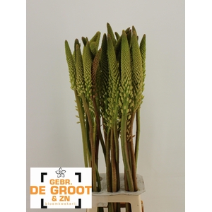 EREMURUS HIMALAICUS