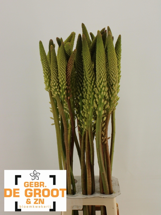 <h4>EREMURUS HIMALAICUS</h4>