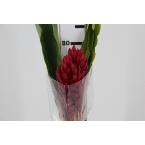 ALPINIA PURPURATA VERMELHA