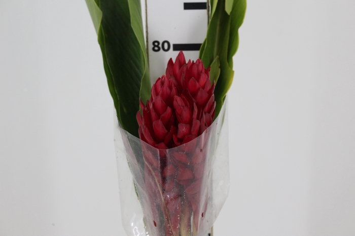 <h4>ALPINIA PURPURATA VERMELHA</h4>