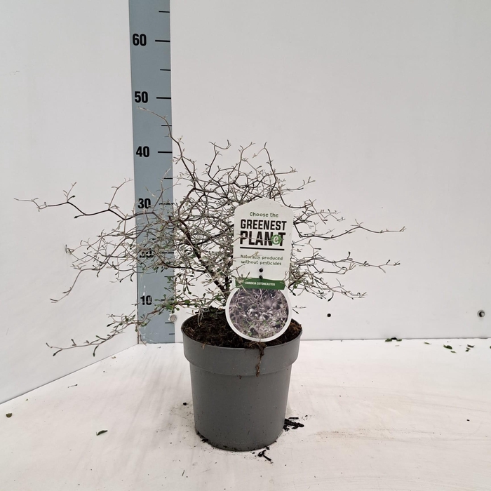 <h4>Corokia cotoneaster</h4>