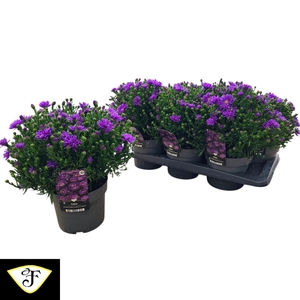 ASTER OV