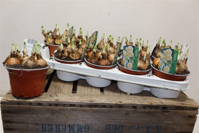 <h4>Narcis T Abba</h4>