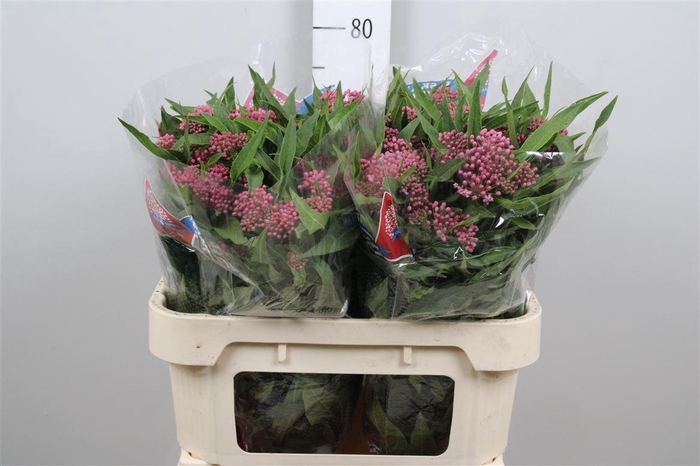 <h4>Ascl Inc Soulmate</h4>