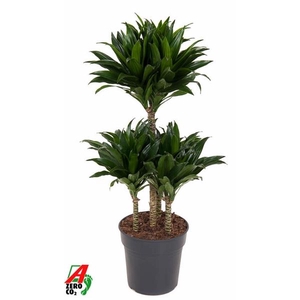 Dracaena fra Compacta Grp 'Compacta'