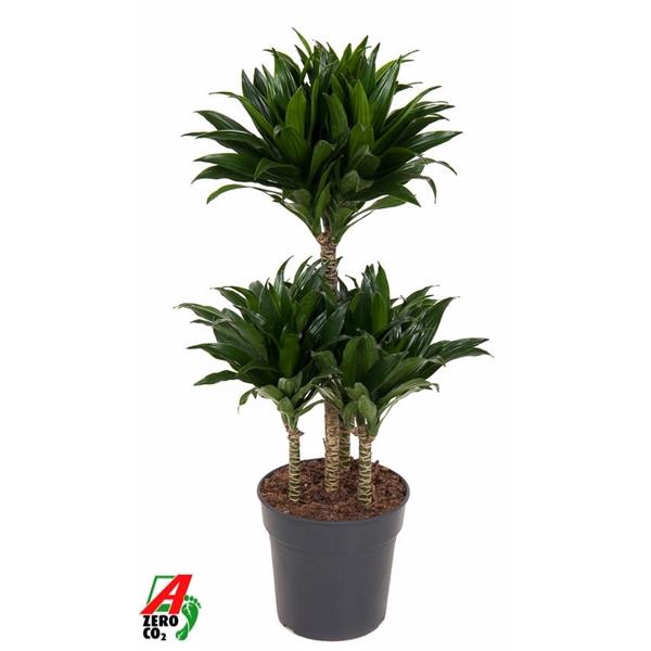 <h4>Dracaena fra Compacta Grp 'Compacta'</h4>