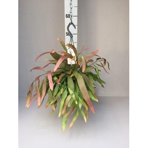 Rhipsalis red coral