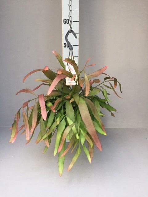 <h4>Rhipsalis red coral</h4>