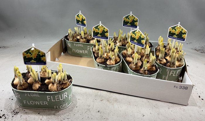 arr8 Arr N Tete A Tete In Zinken Bakje