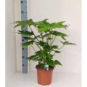Fatsia japonica ...
