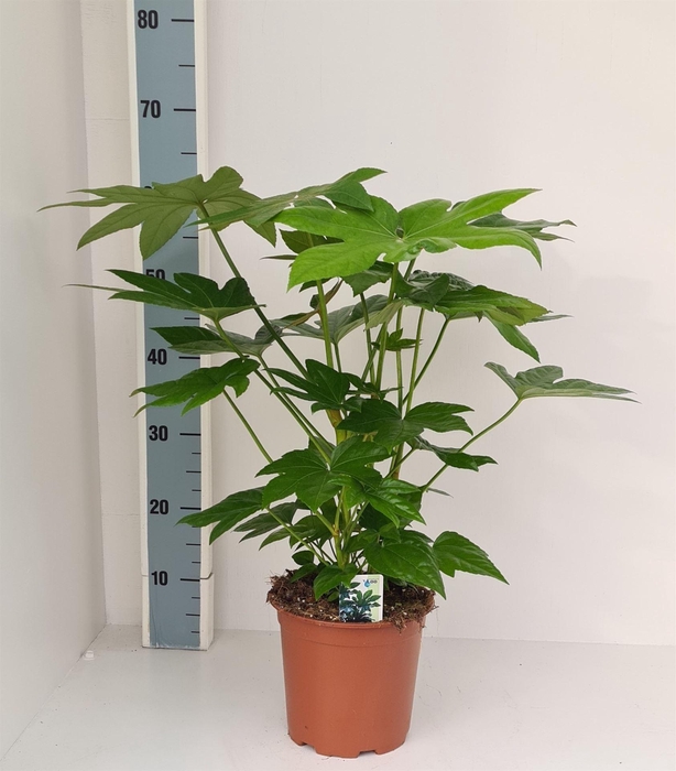 <h4>Fatsia japonica ...</h4>