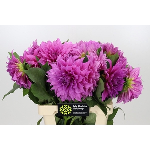 Dahlia Cafe Au Lait Rose