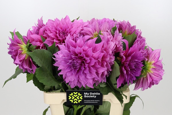 <h4>Dahlia Cafe Au Lait Rose</h4>
