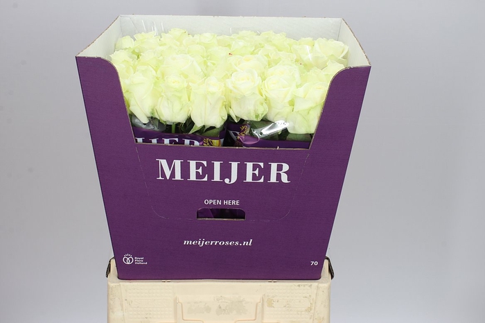 <h4>Rosa Gr Avalanche Meijer</h4>