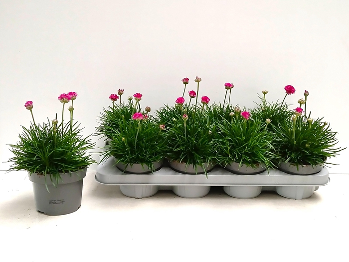 <h4>ARME MAR ROSEA</h4>