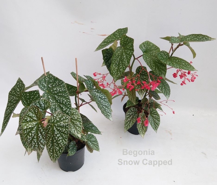 Begonia