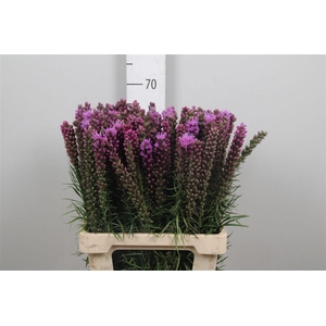 Liatris Spicata