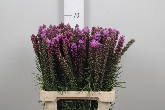 <h4>Liatris Spicata</h4>