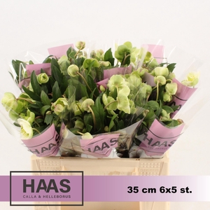 HELL  MAGNIFIC BELLS