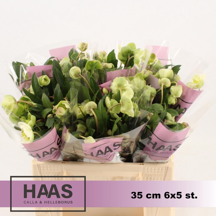 <h4>HELL  MAGNIFIC BELLS</h4>