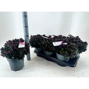 HEBE VINOA PURPLE