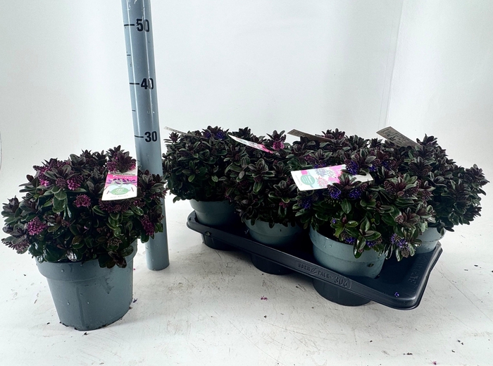 <h4>HEBE VINOA PURPLE</h4>