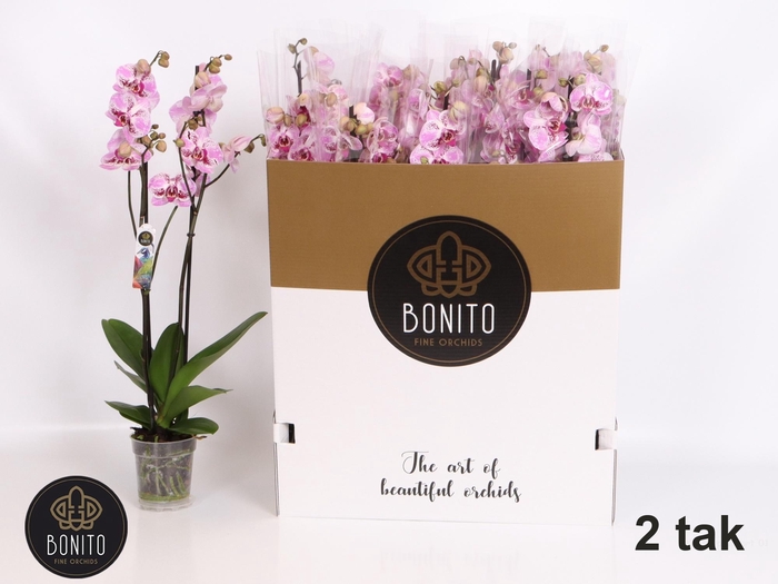 <h4>PHAL AN SEVILLA</h4>