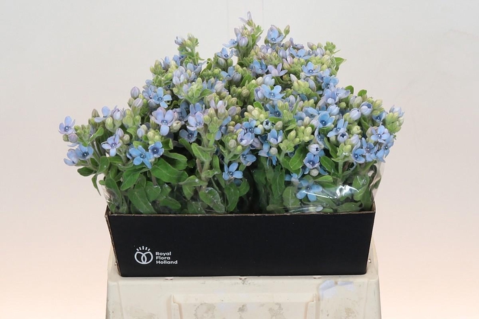 <h4>OXY CO TAN PURE BLU</h4>