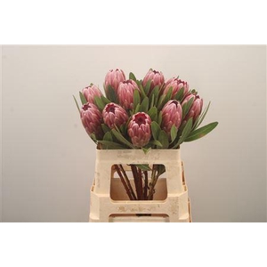 Protea Pink Ice