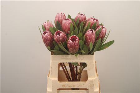 <h4>Protea Pink Ice</h4>