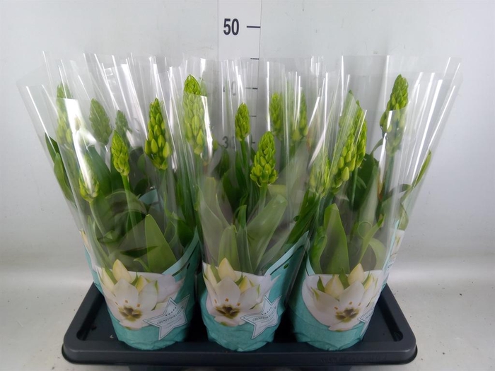 <h4>Ornithogalum thyrs.</h4>