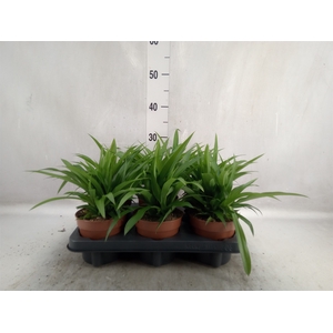 Chlorophytum com. 'Lemon'