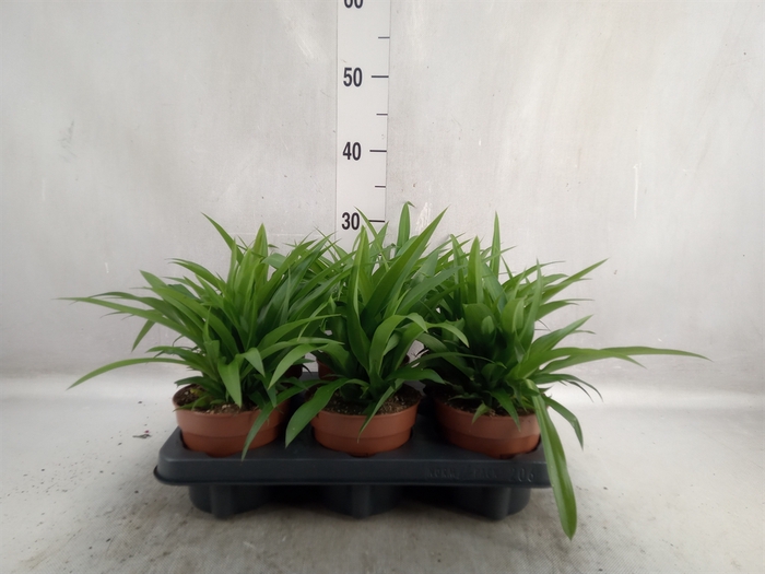 Chlorophytum com. 'Lemon'