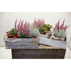 Arr Tuinplanten In Houtschors Bakje