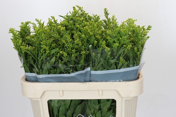 <h4>Solidago Golden Glory</h4>