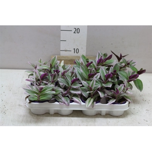 Tradescantia Albiflora 'nanouk'